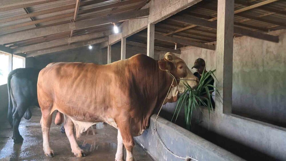 Sapi Kurban Presiden Prabowo Untuk Idul Adha 2026 Asal  dari Jepara Berbobot 1,1 Ton Seharga 115 Juta